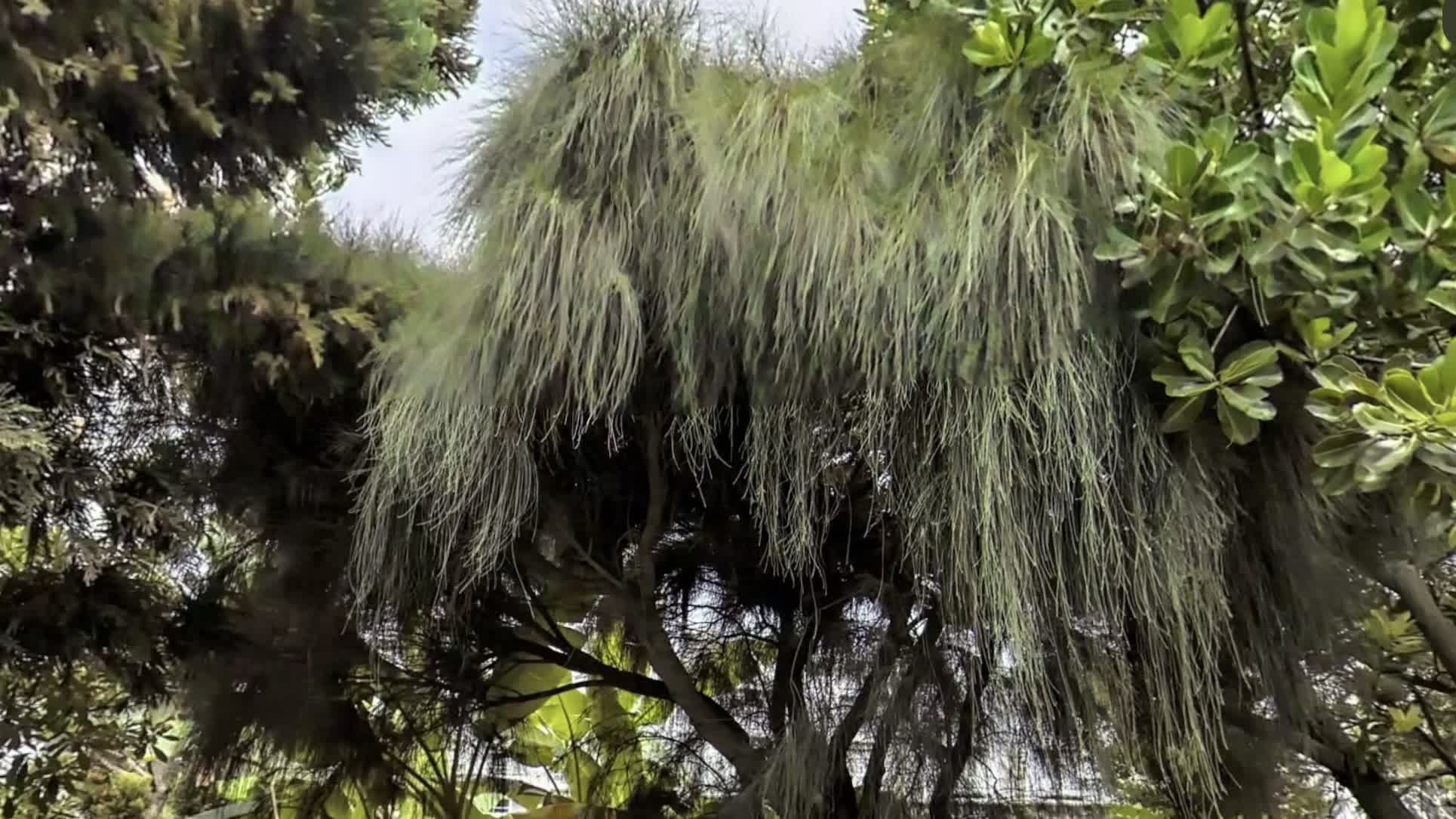 毛茸茸樹